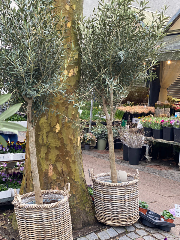 Oliventræ 35 liters