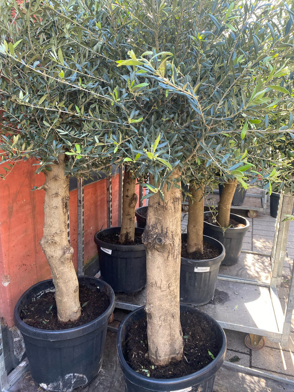 Stort oliventræ